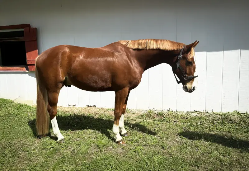 https://hjxbucket.s3.us-east-2.amazonaws.com/horses/gallery/focus-tachor-z__conformation-right.webp