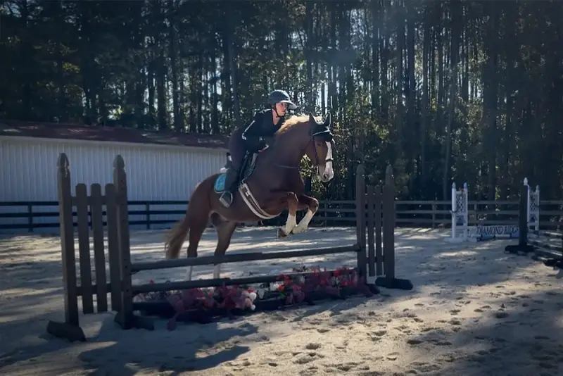 https://hjxbucket.s3.us-east-2.amazonaws.com/horses/gallery/focus-tachor-z__zangersheide__jump-1.webp