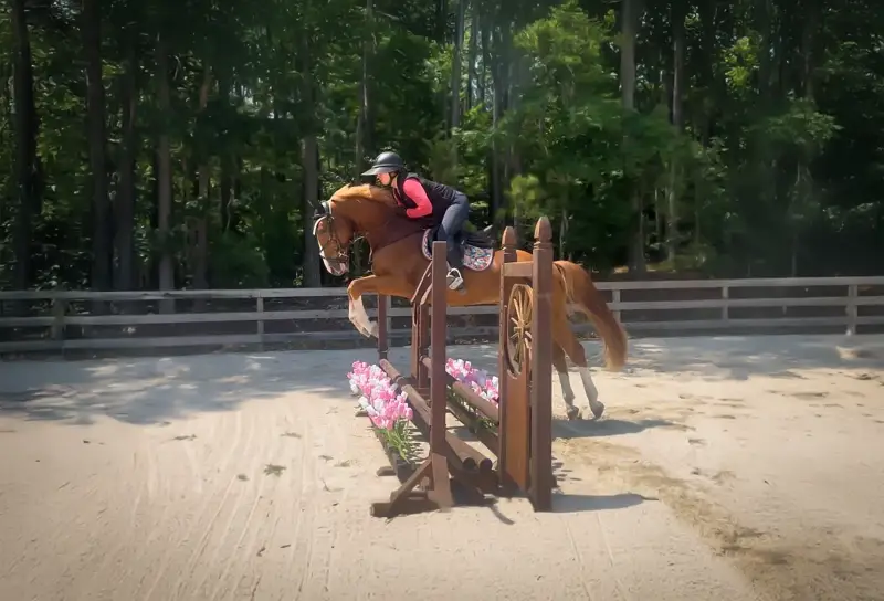 https://hjxbucket.s3.us-east-2.amazonaws.com/horses/gallery/focus-tachor-z__zangersheide__jump-2.webp