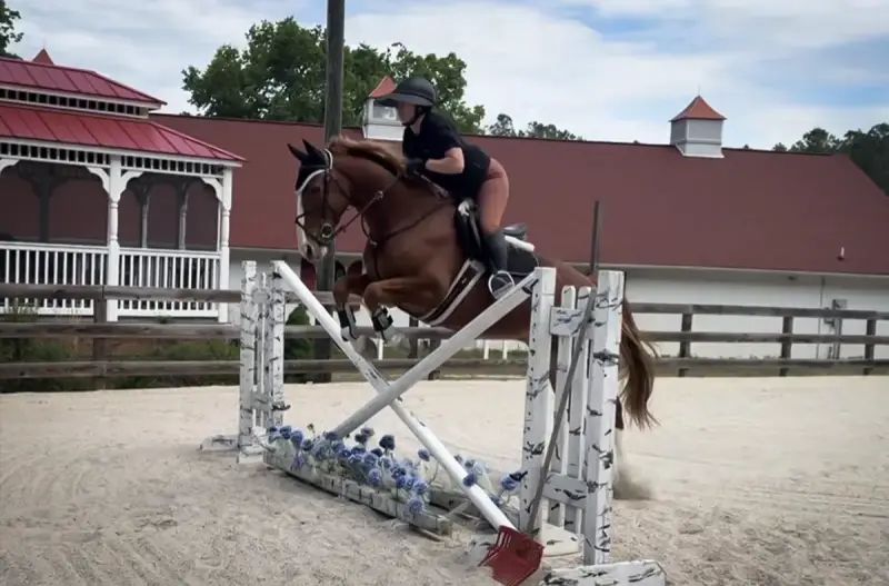 https://hjxbucket.s3.us-east-2.amazonaws.com/horses/gallery/focus-tachor-z__zangersheide__jump-3.webp