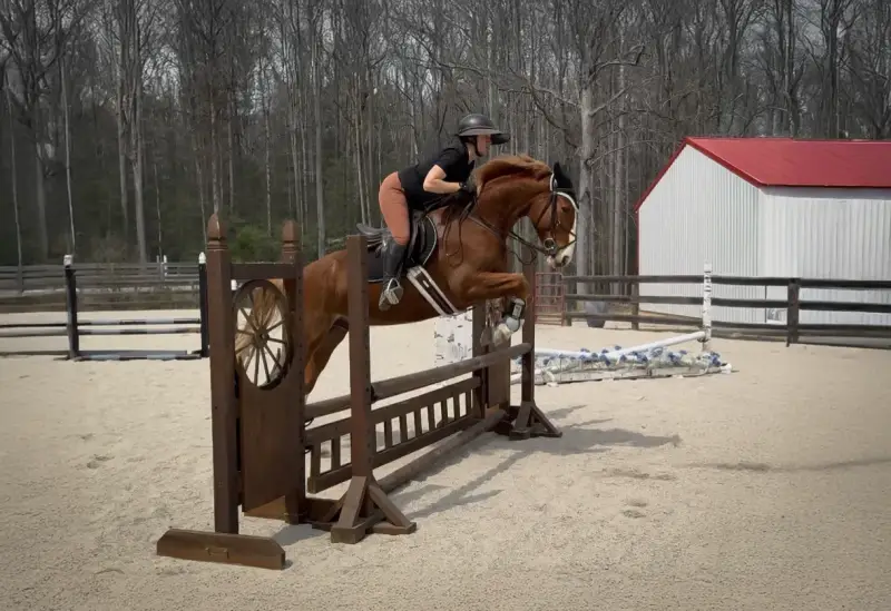 https://hjxbucket.s3.us-east-2.amazonaws.com/horses/gallery/focus-tachor-z__zangersheide__jump-4.webp