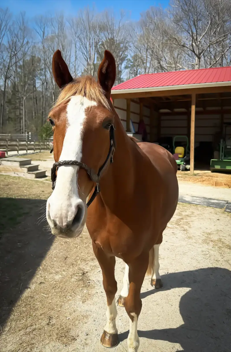 https://hjxbucket.s3.us-east-2.amazonaws.com/horses/gallery/focus-tachor-z__zangersheide__portrait-2.webp