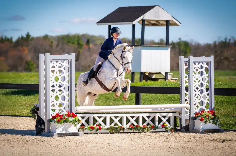 https://hjxbucket.s3.us-east-2.amazonaws.com/horses/gallery/maserati__hunter.webp