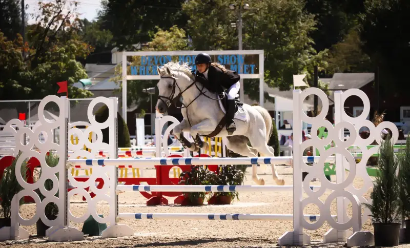 https://hjxbucket.s3.us-east-2.amazonaws.com/horses/gallery/maserati__pony-jumper.webp