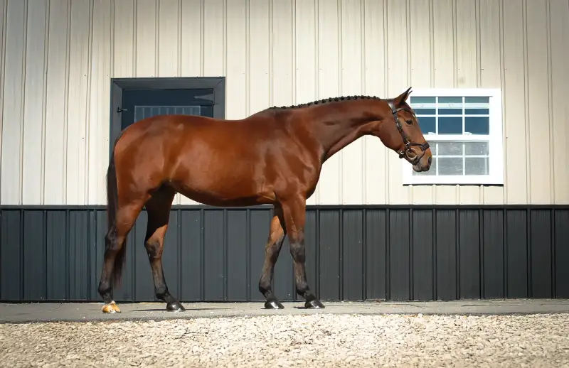 https://hjxbucket.s3.us-east-2.amazonaws.com/horses/gallery/prospecteer-hjx__conformation.webp
