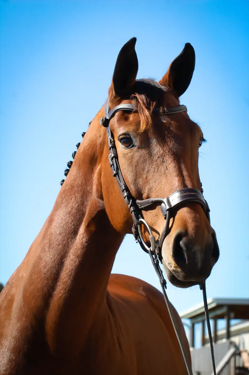 https://hjxbucket.s3.us-east-2.amazonaws.com/horses/gallery/prospecteer-hjx__portrait.webp