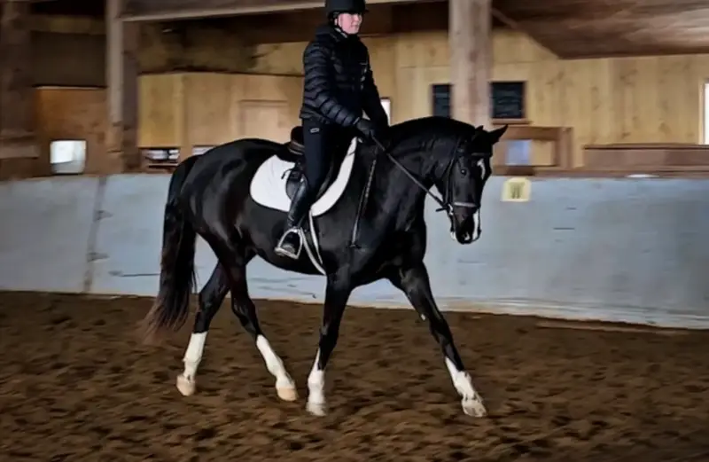 https://hjxbucket.s3.us-east-2.amazonaws.com/horses/gallery/seraphina-k__canadian-sport-horse__trot-1.webp