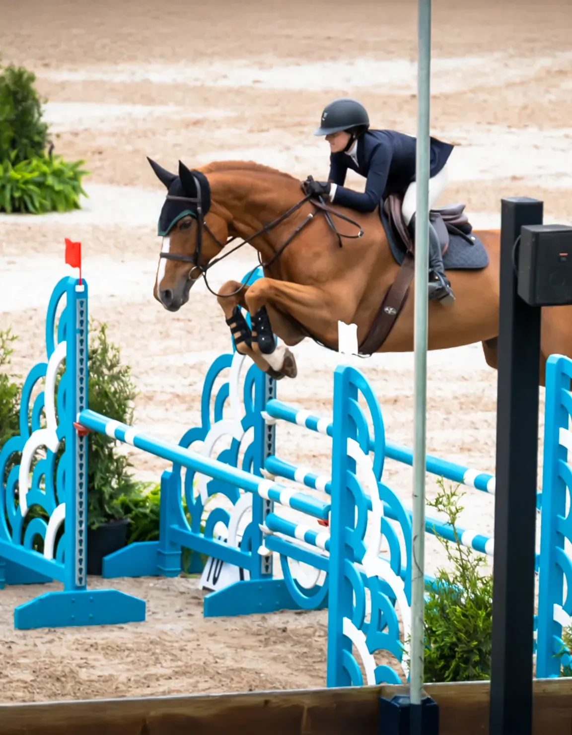 Athena de Shalimar, a 2010 16.3h Selle Francais Mare


     available for your consideration.