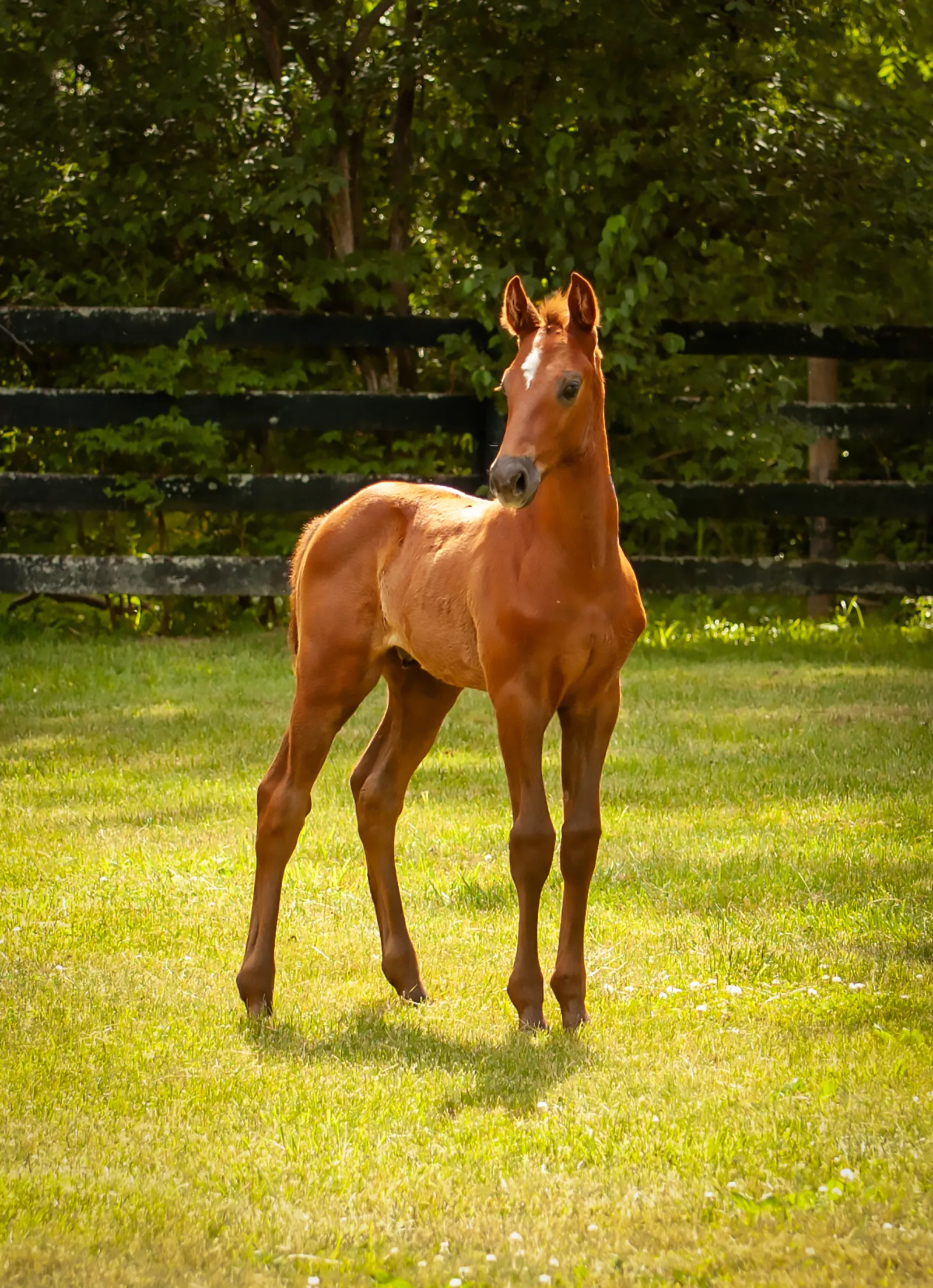 Courageux FE, a 2026  NAS Colt
 offered for your consideration.