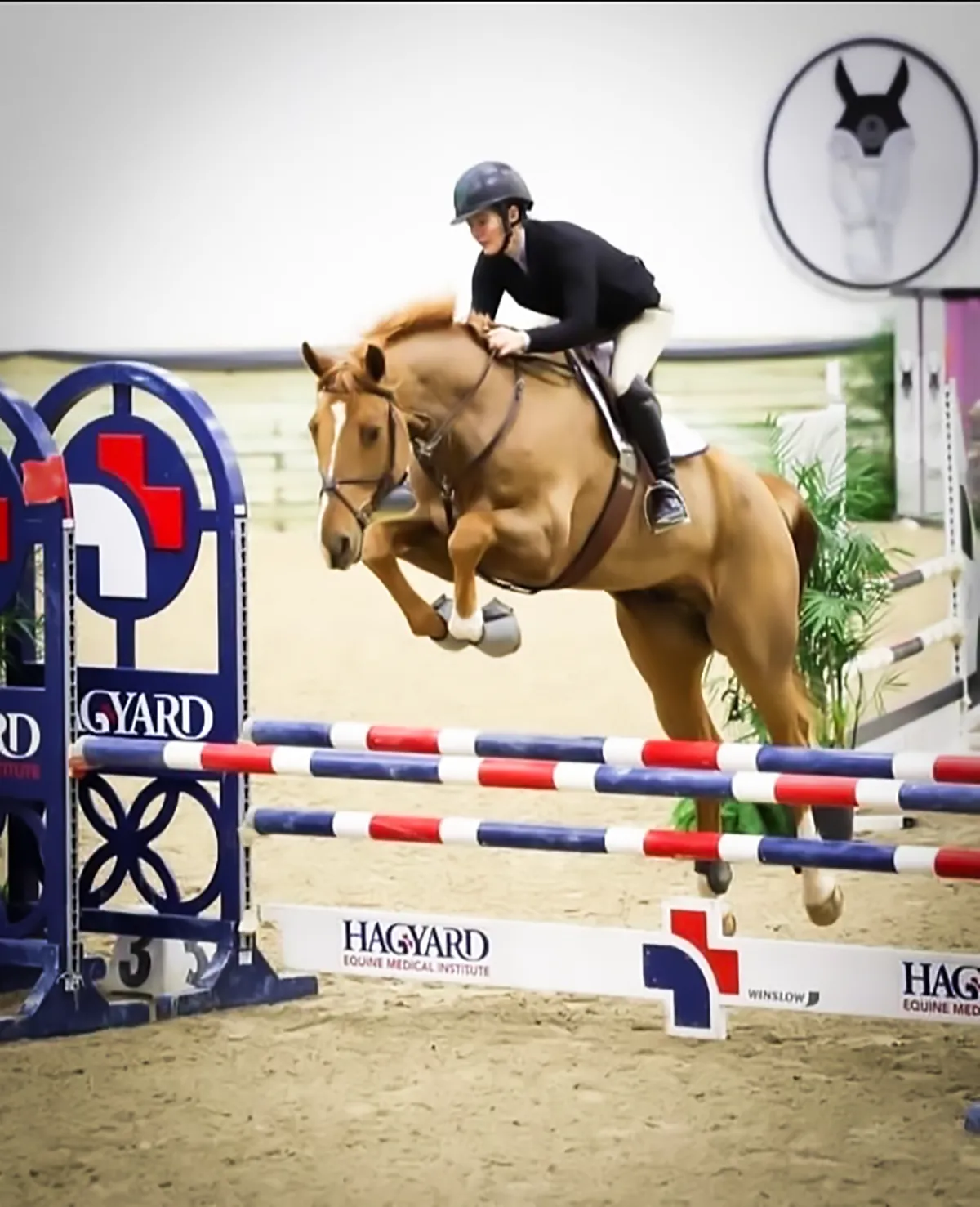 Creme Brulee, a 2016 18.2h Zangersheide Gelding


     available for your consideration.