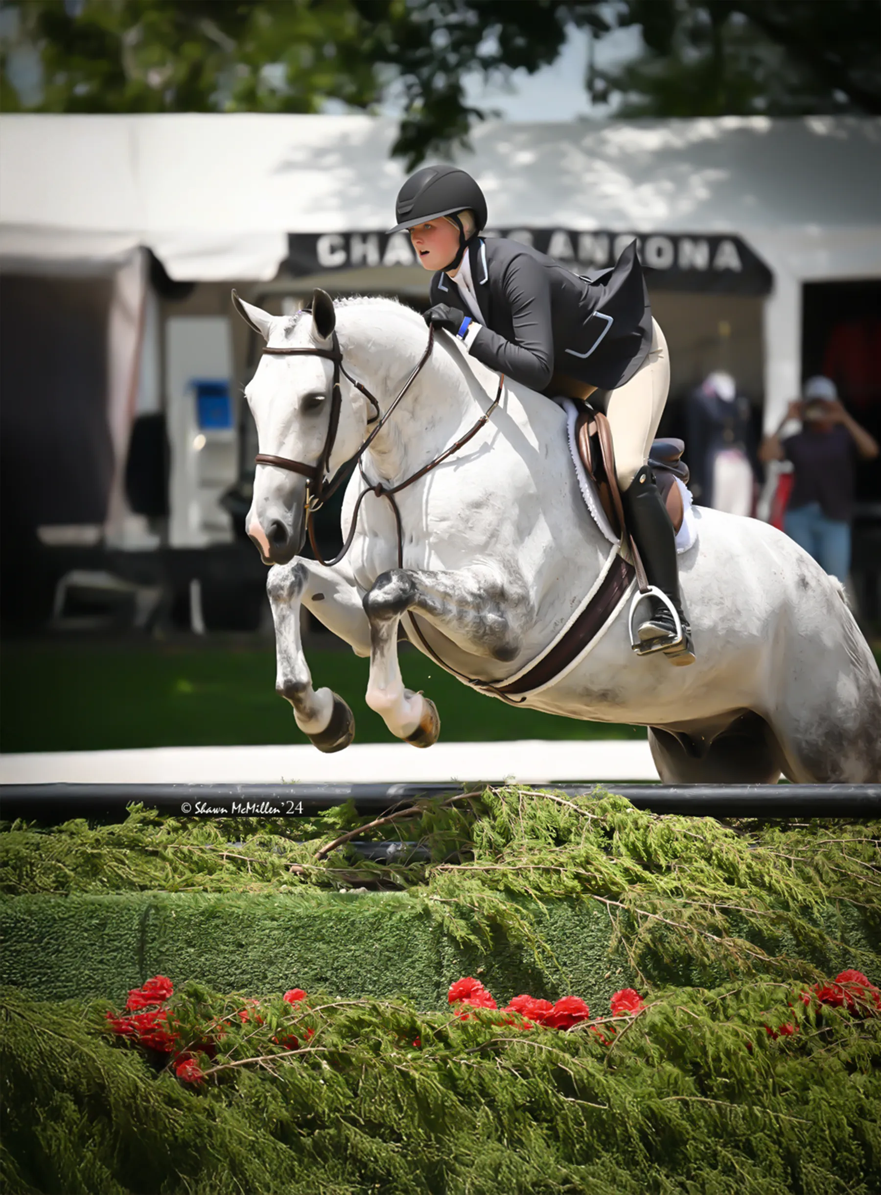 Due North, a 2016 16.2h Swedish Warmblood Gelding
 offered for your consideration.