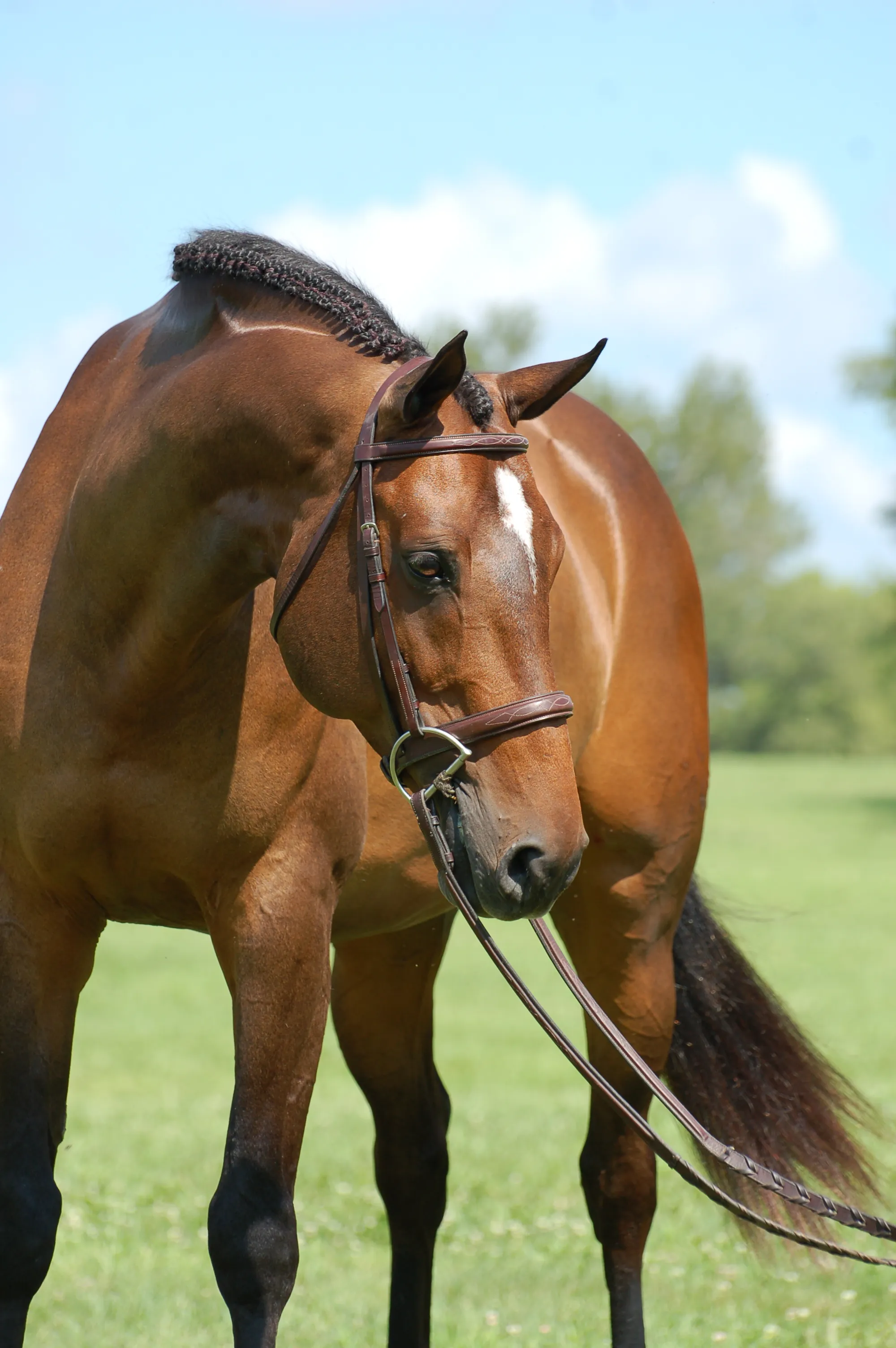 For The Win HJx, a 2013 16.1&frac14;h Hanoverian Gelding
 offered for your consideration.