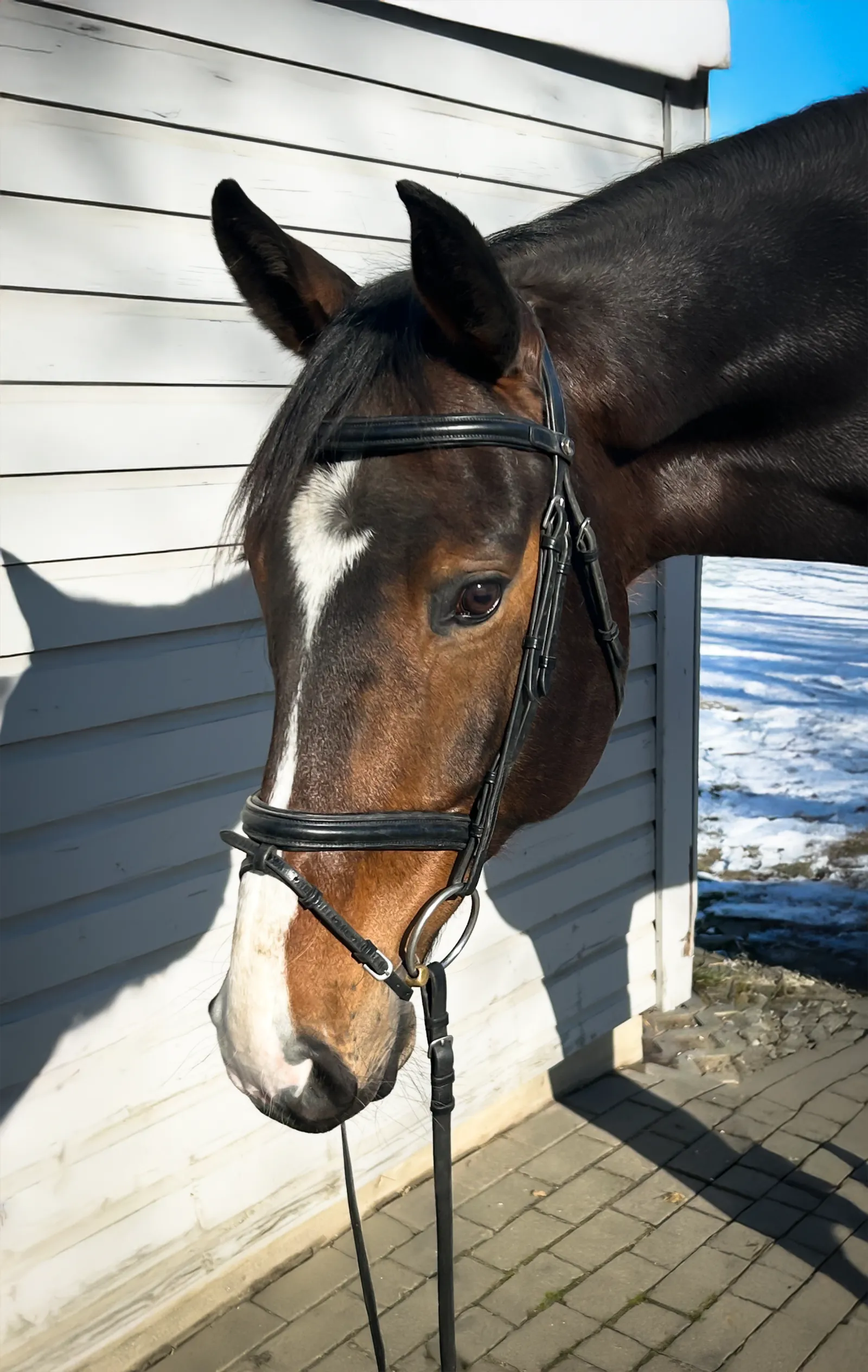 Kool Runnings, a 2019 17h Hanoverian Gelding


     available for your consideration.