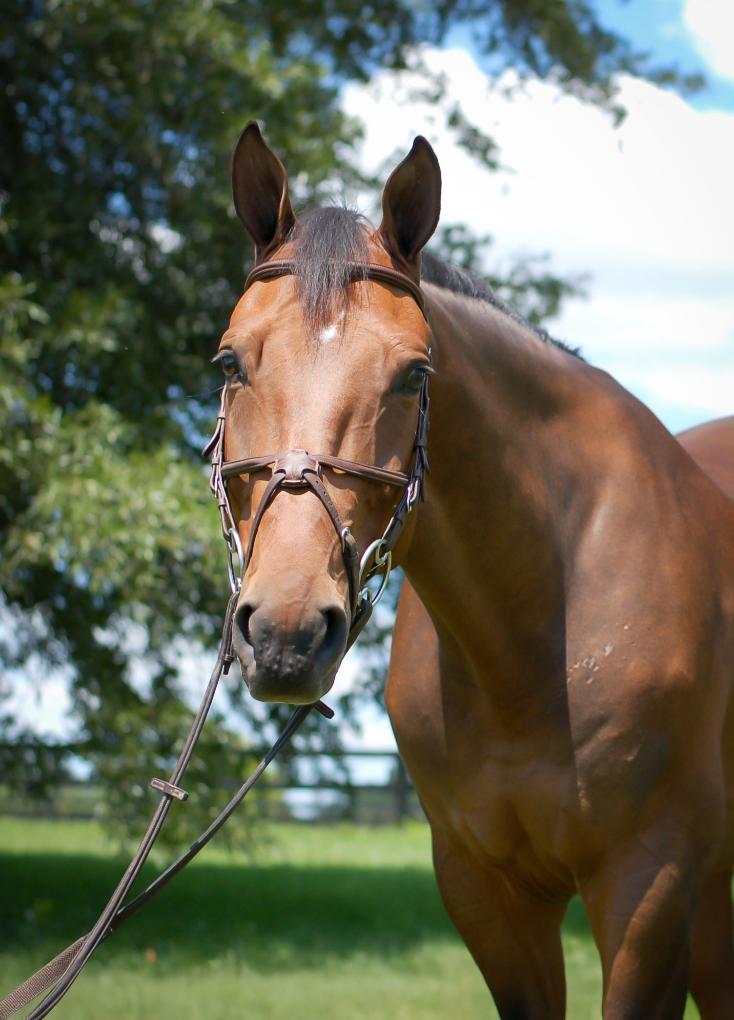 For The Win HJx, a 2013 16.1&frac14;h Hanoverian Gelding


     available for your consideration.