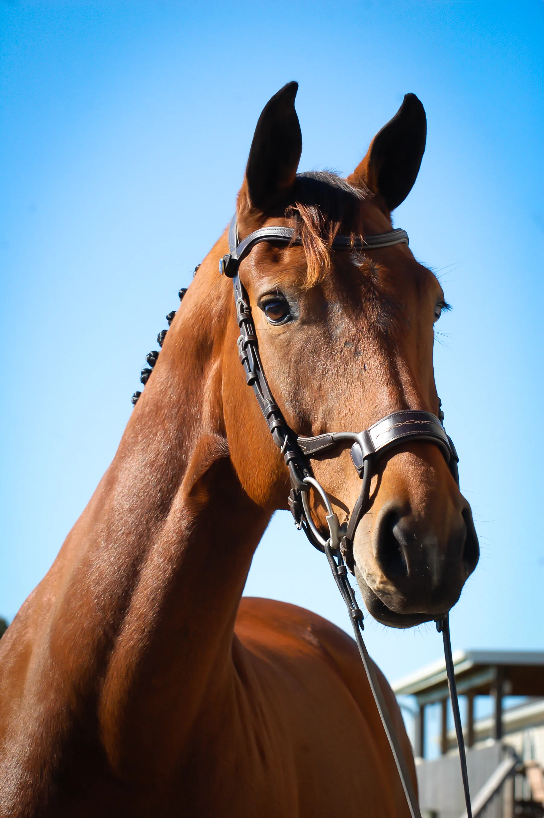 Prospecteer HJx, a 2023  Dutch Warmblood Mare
 offered for your consideration.