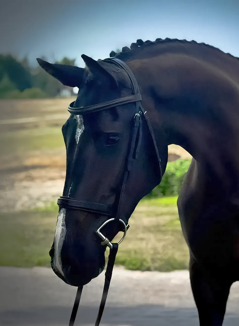 Seraphina K, a 2022 16.1&frac12;h Canadian Sport Horse Mare


     available for your consideration.