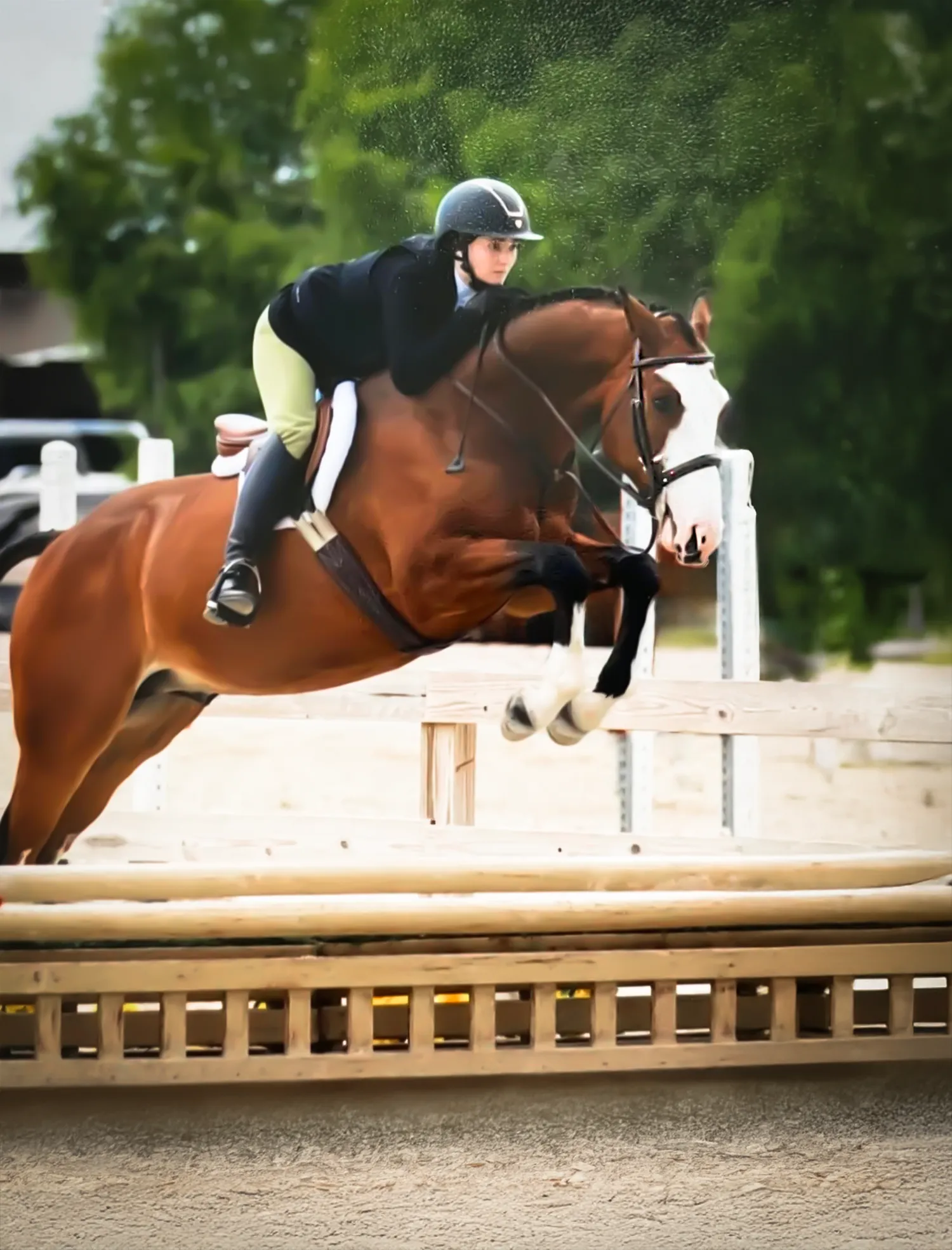 Sox Appeal, a 2017 16.1h Holsteiner Gelding


     available for your consideration.