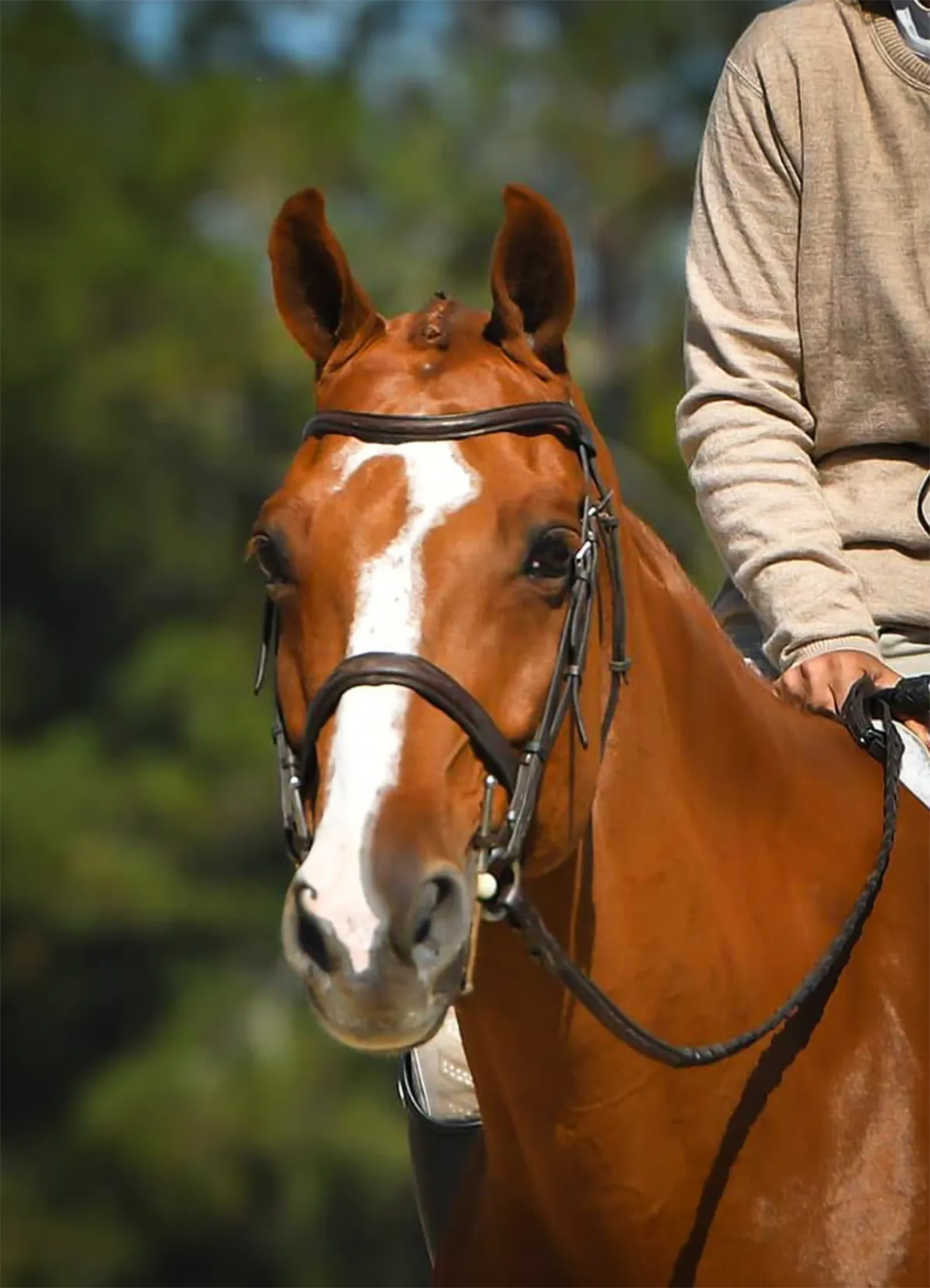 Twenty Hearts, a 2009 16.2h Selle Francais Gelding


     available for your consideration.