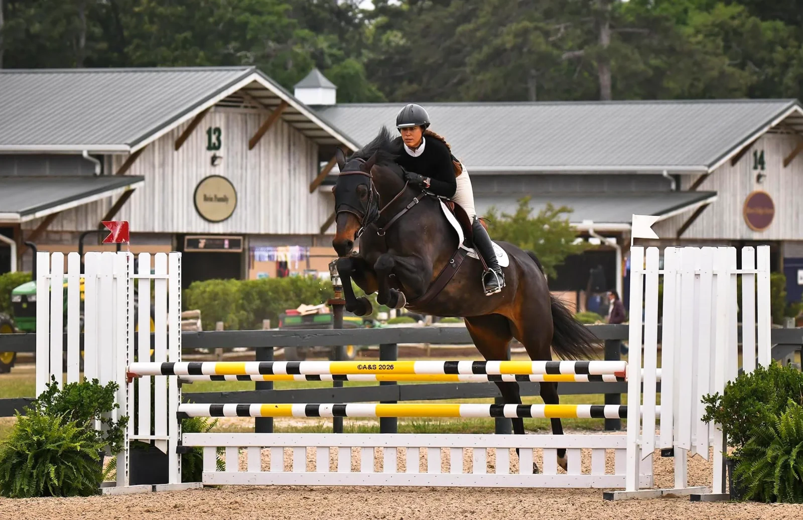AVM Bellissima, a 2015 16.3h Irish Sport Horse Mare
 offered for your consideration.