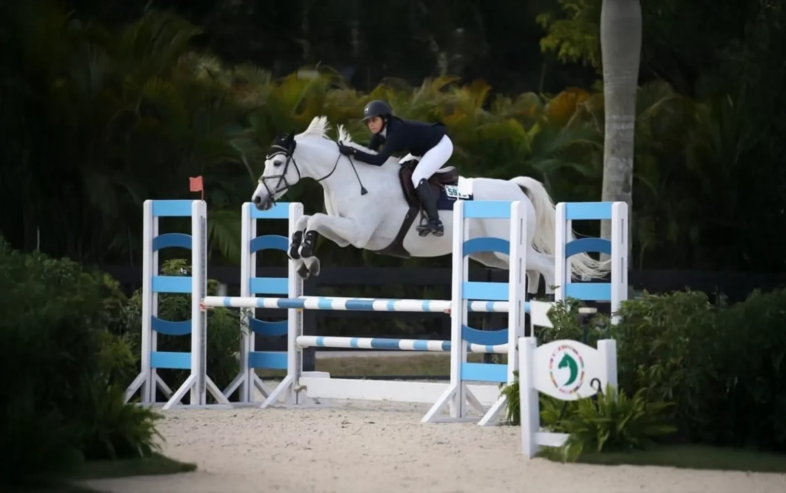 Cacharel L Z, a 2009 16.1h Zangersheide Mare


     available for your consideration.