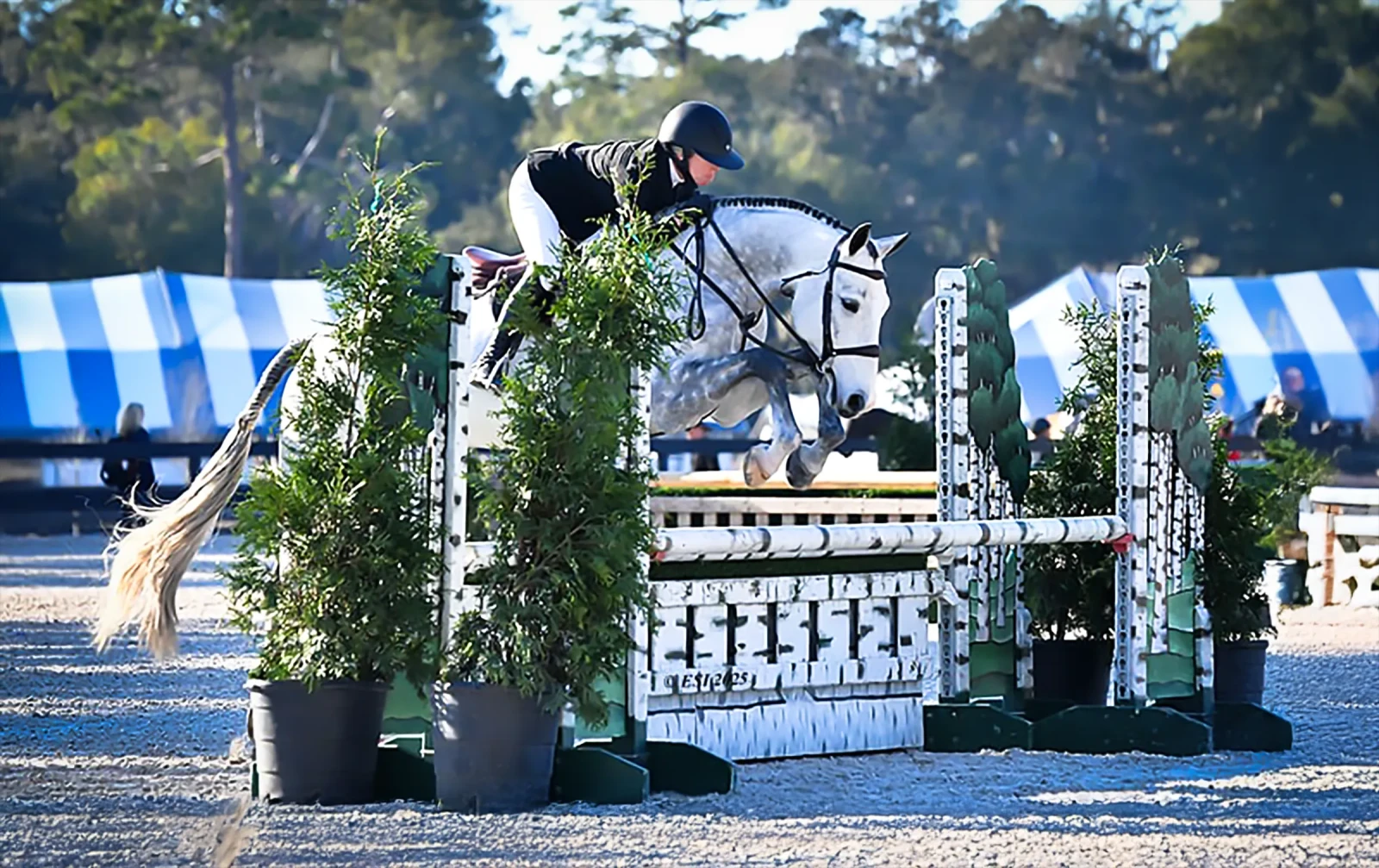 Chacorie M, a 2018 16.2h Oldenburg Gelding


     available for your consideration.