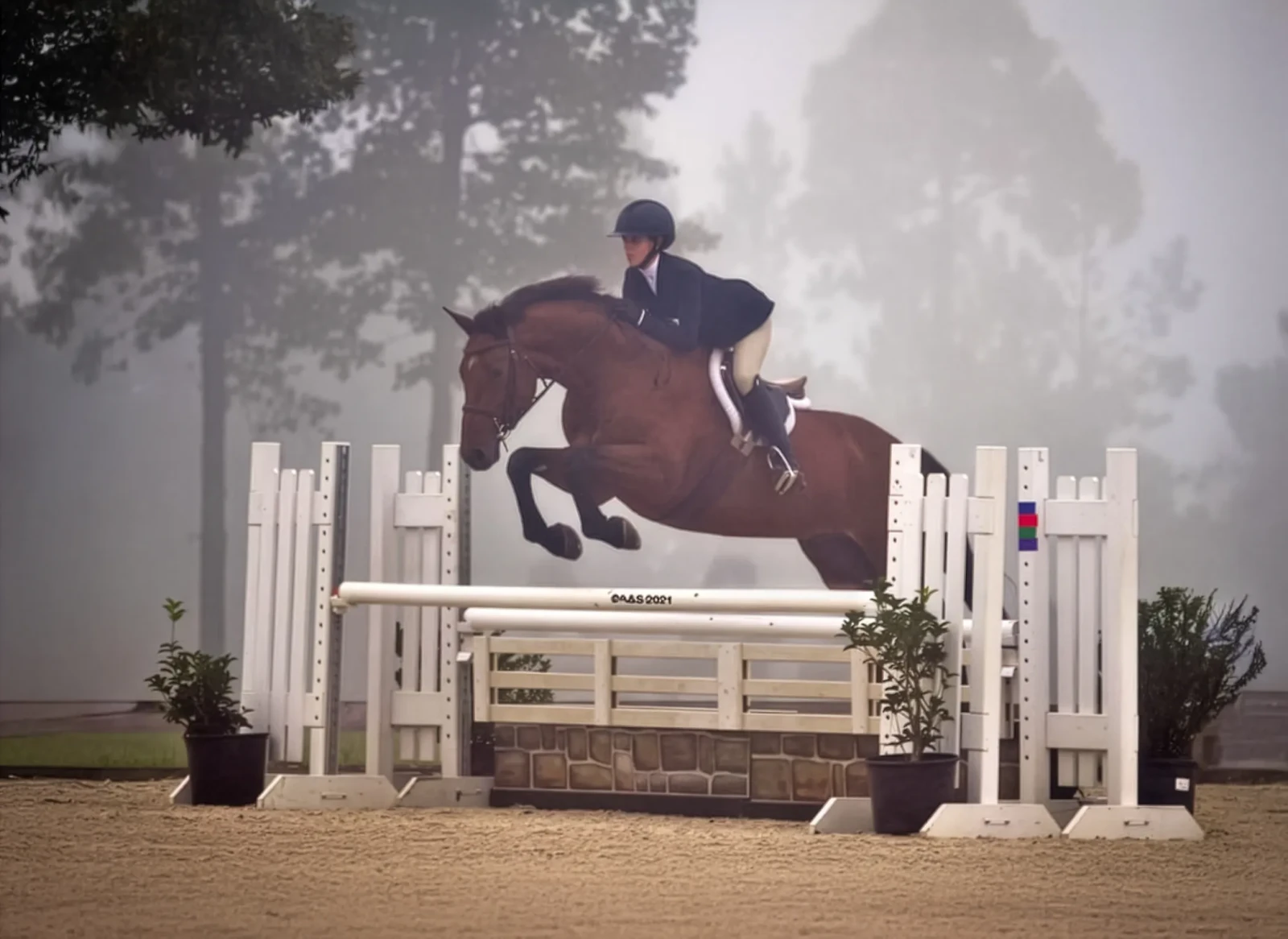 Everlasting, a 2013 15.3&frac78;h Warmblood Gelding
 offered for your consideration.