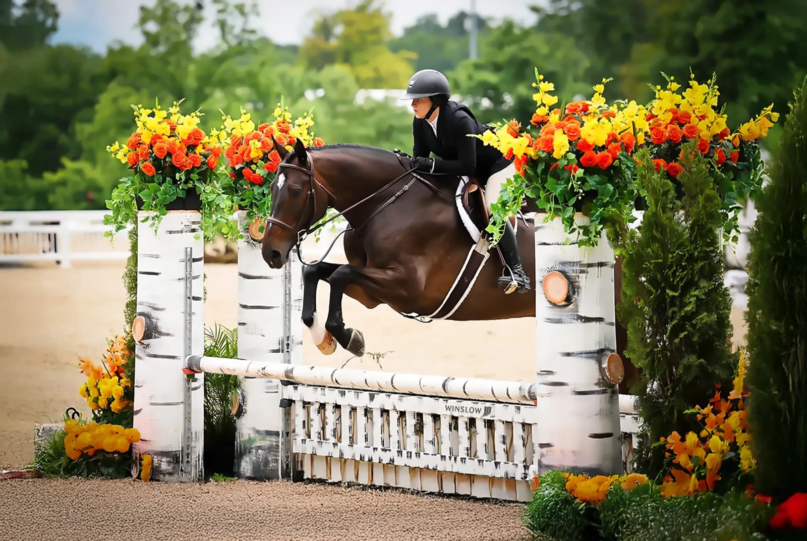 Kinetic Quest, a 2014 17h Swedish Warmblood Gelding


     available for your consideration.