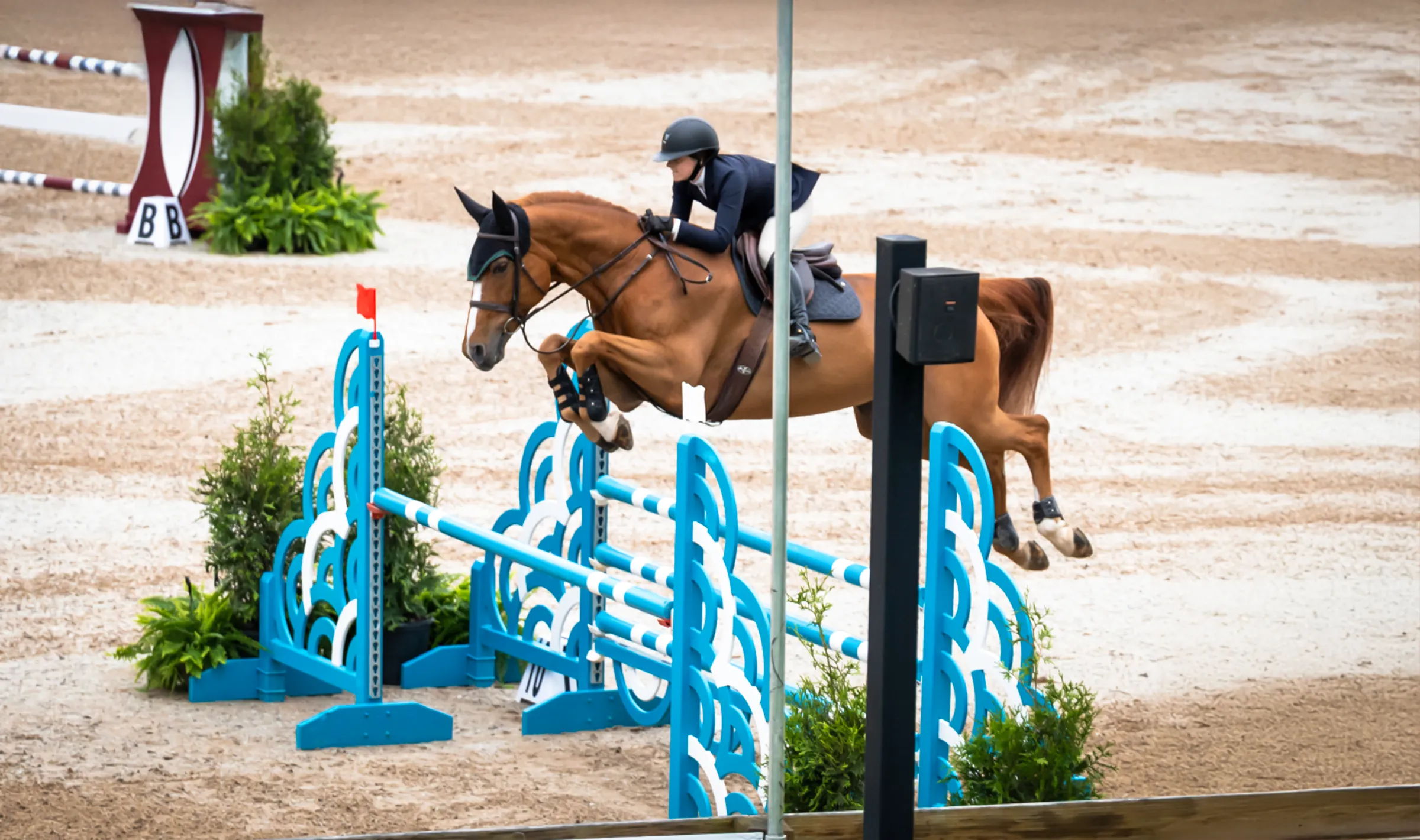 Athena de Shalimar, a 2010 16.3h Selle Francais Mare


     available for your consideration.