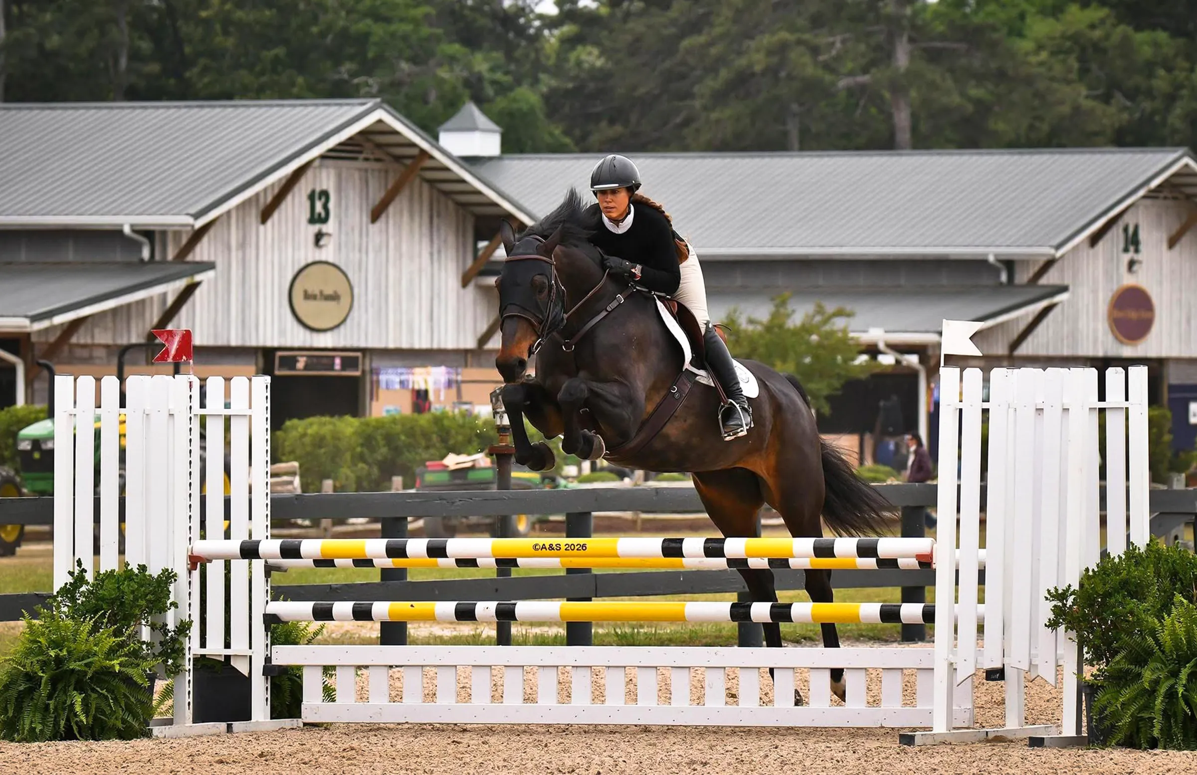 AVM Bellissima, a 2015 16.3h Irish Sport Horse Mare
 available for your consideration