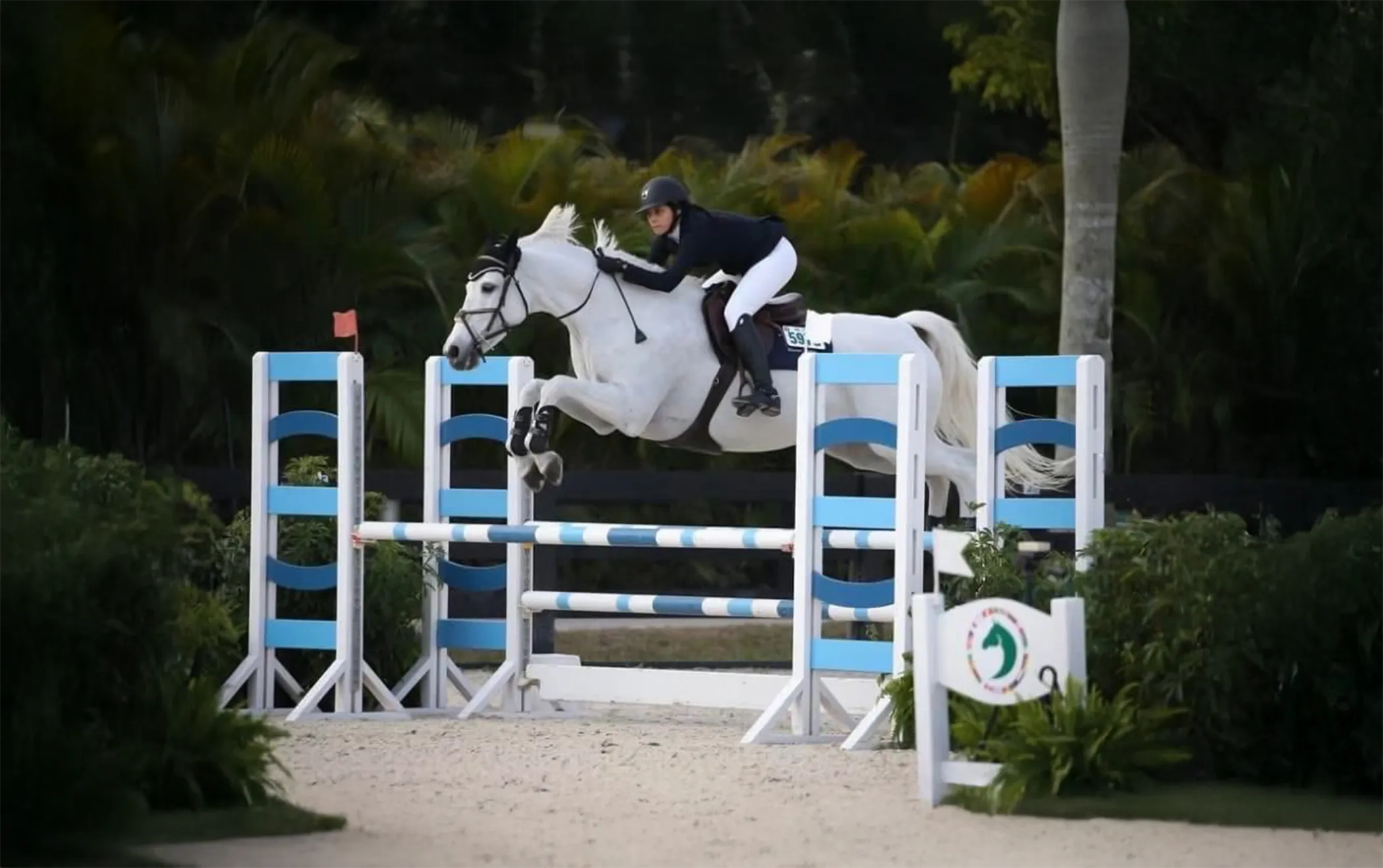 Cacharel L Z, a 2009 16.1h Zangersheide Mare


     available for your consideration