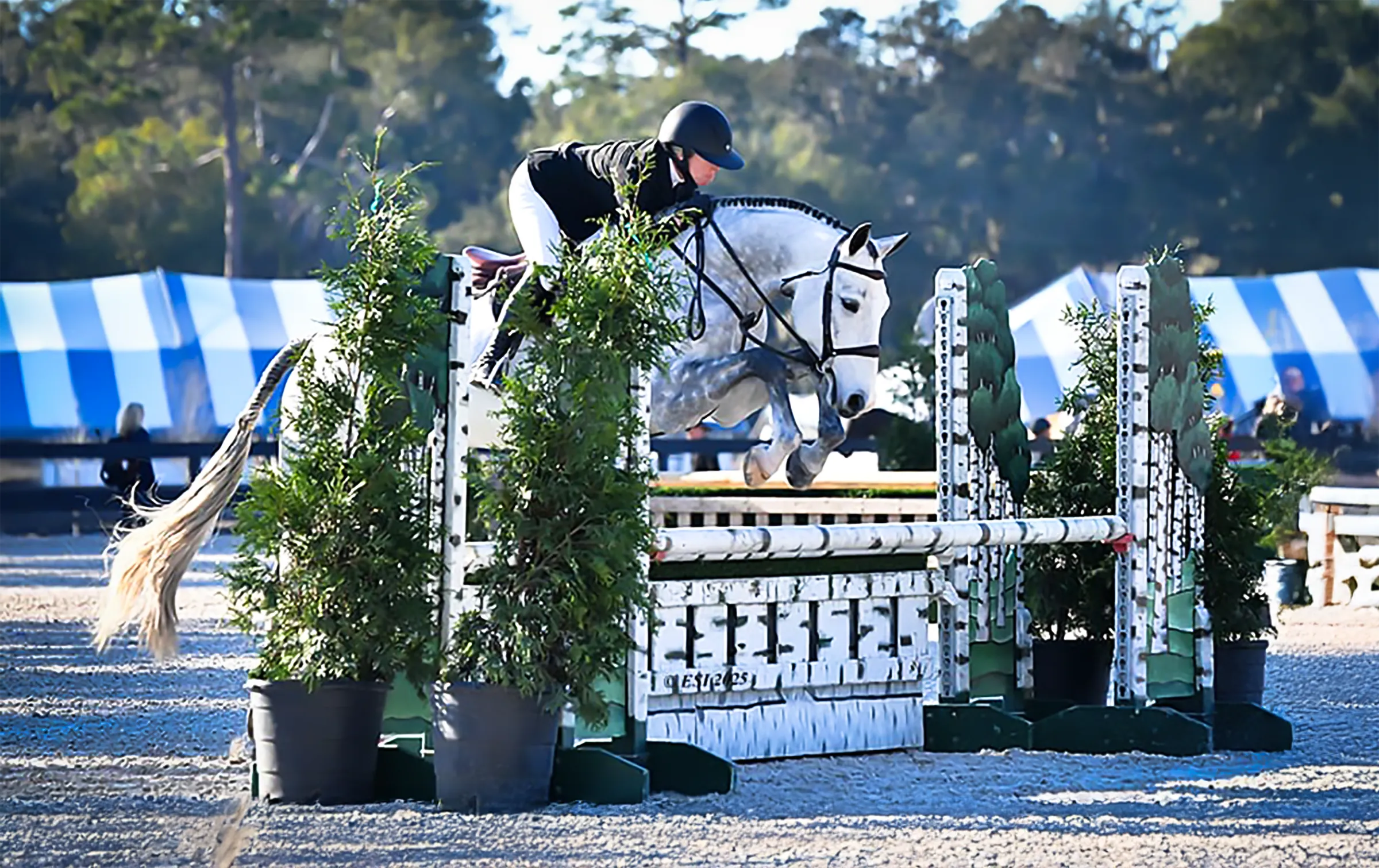 Sale Horse Chacorie M