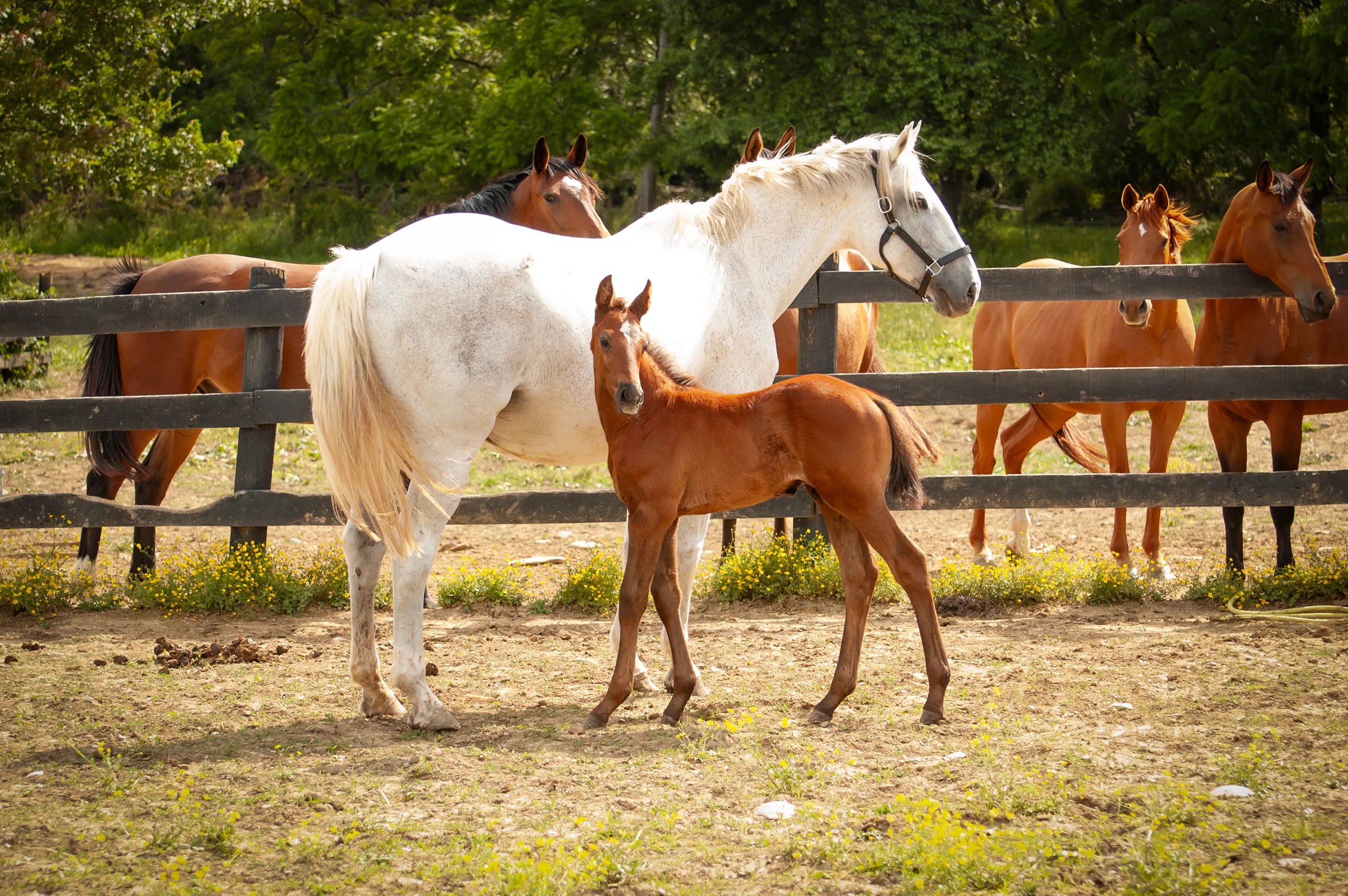 Courageux FE, a 2026  NAS Colt
 available for your consideration.