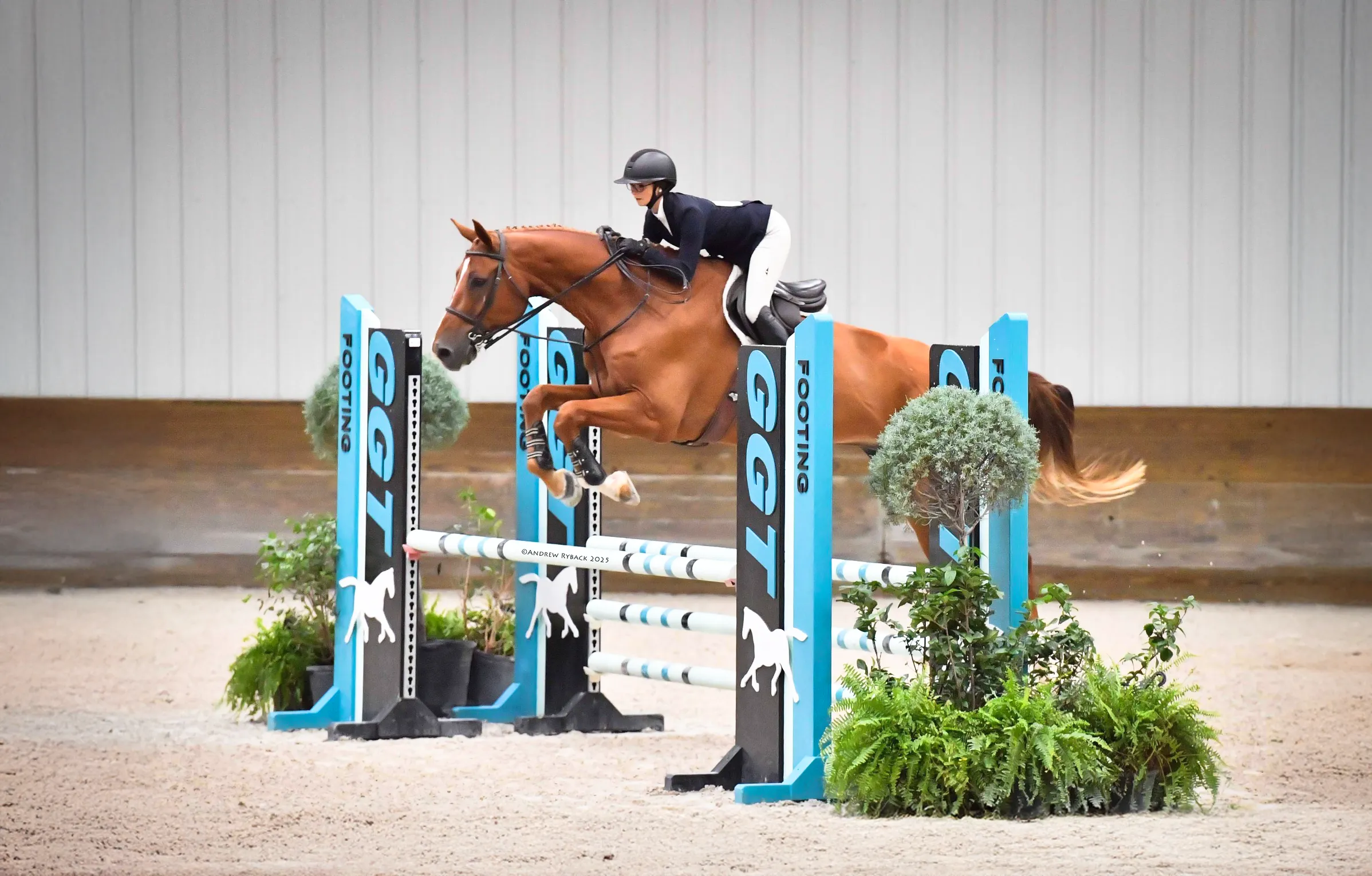 Sale Horse Creme Brulee