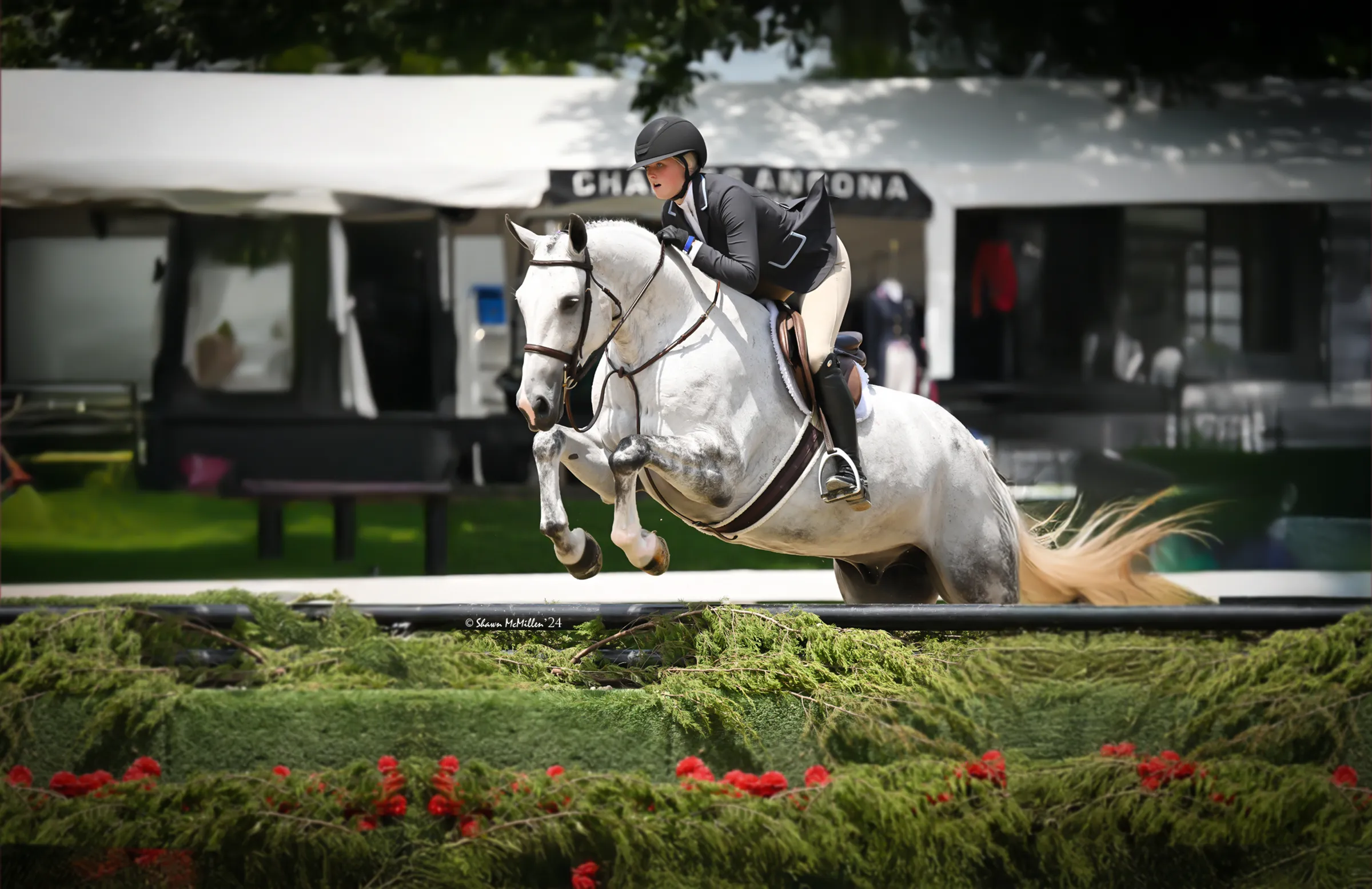 Sale Horse Due North