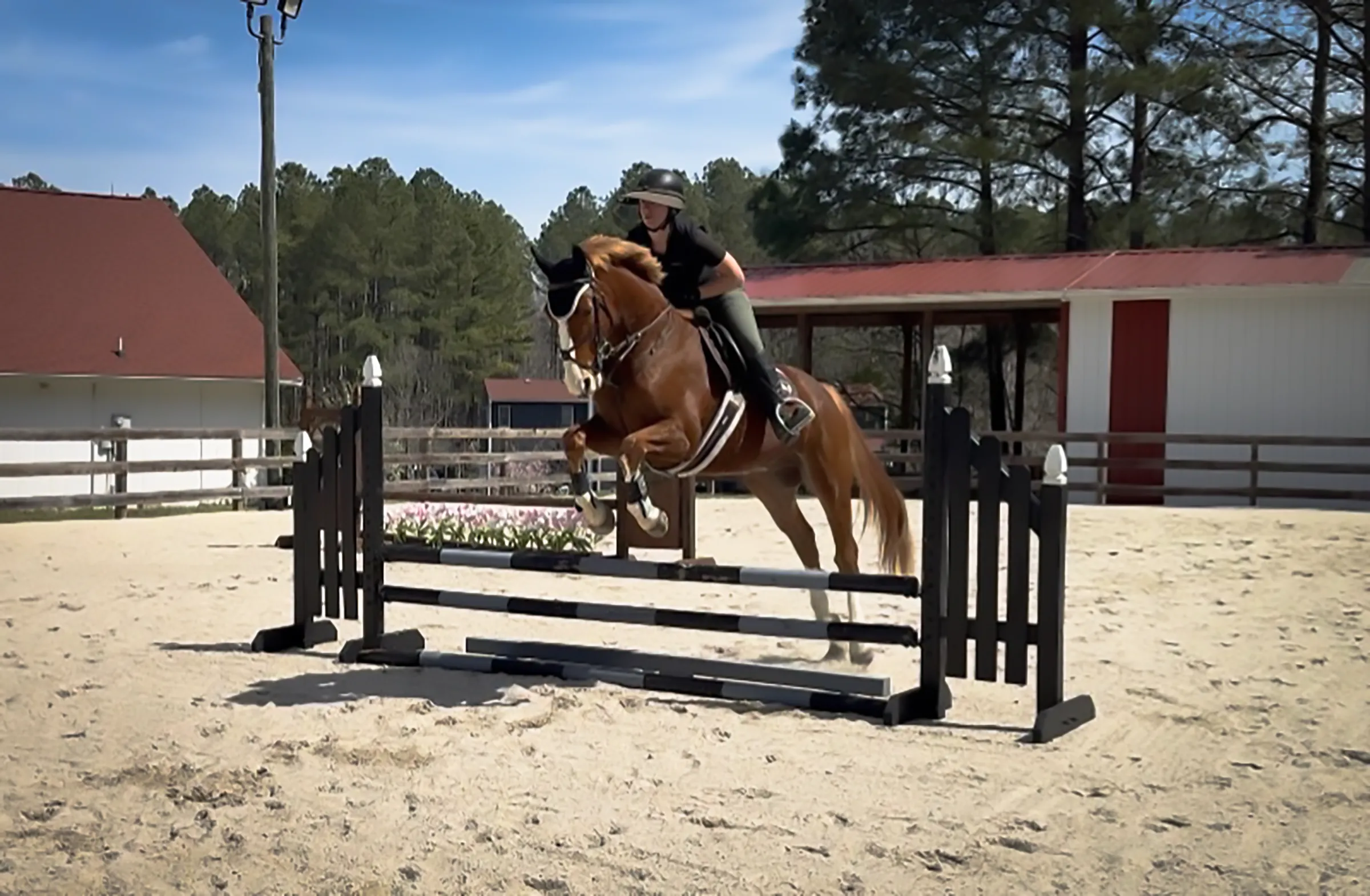 Focus Tachor Z, a 2021 15.3h Zangersheide Gelding


     available for your consideration
