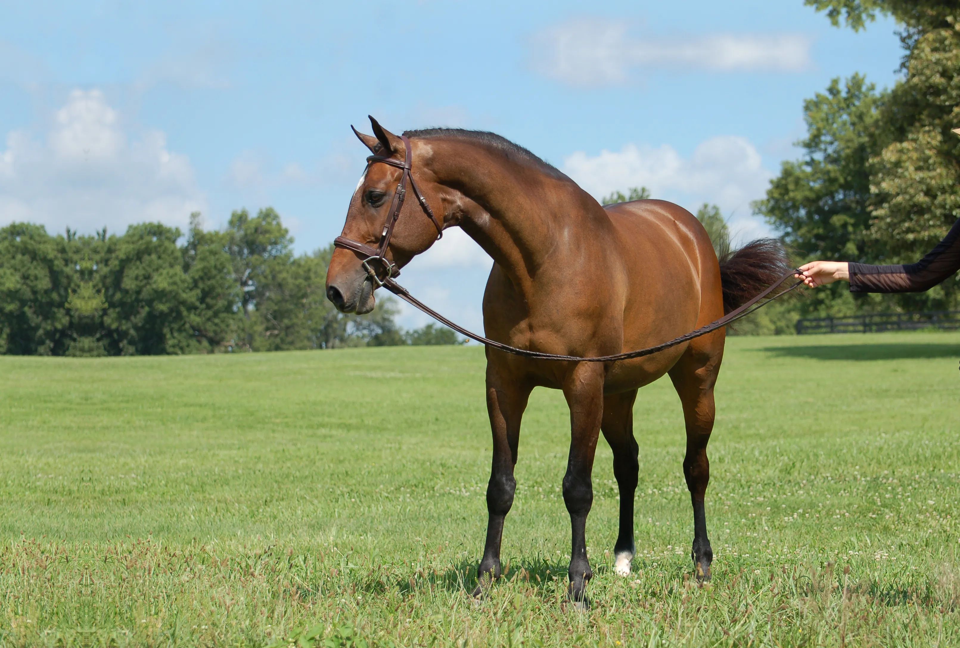 For The Win HJx, a 2013 16.1&frac14;h Hanoverian Gelding


     available for your consideration.