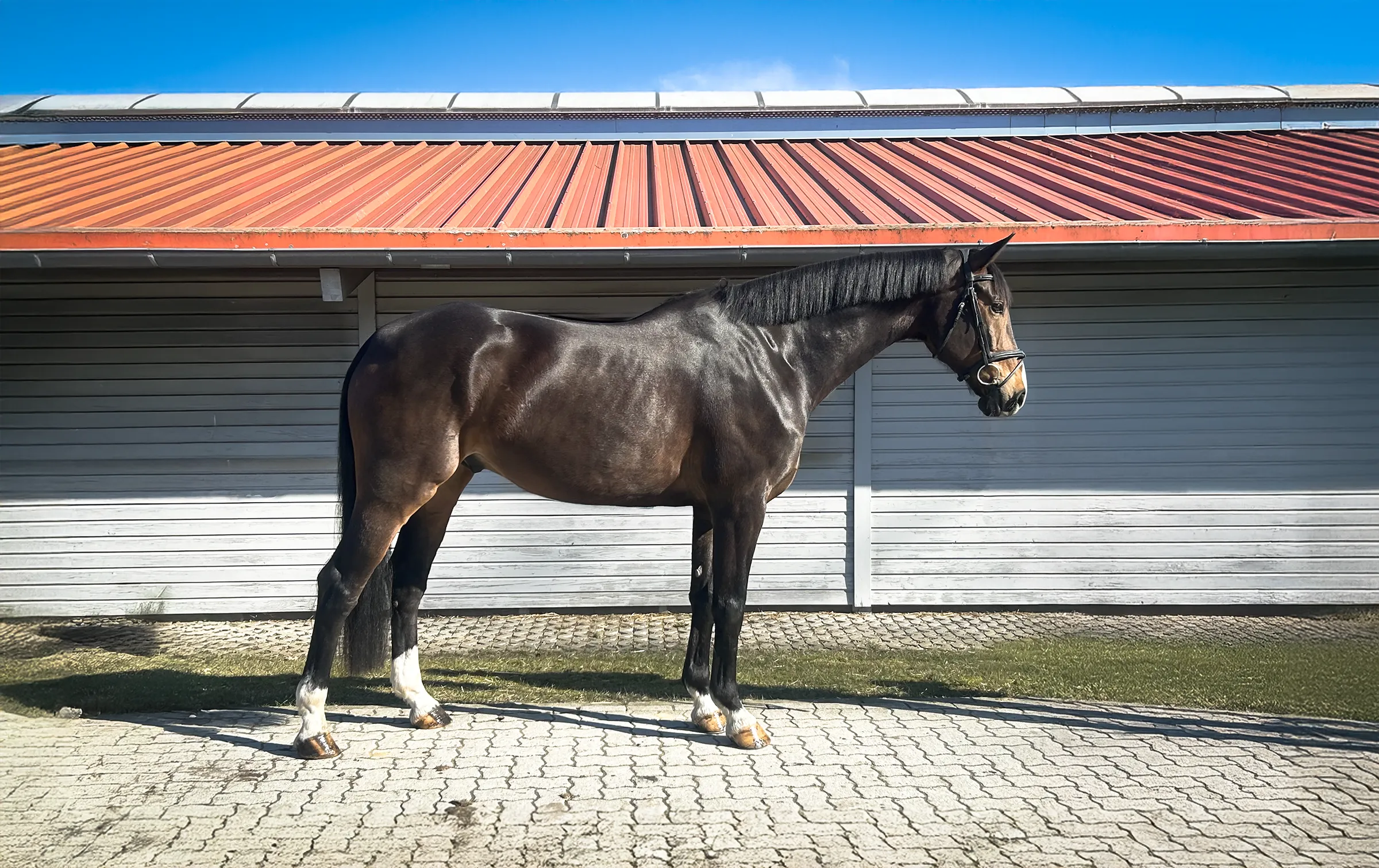 Kool Runnings, a 2019 17h Hanoverian Gelding


     available for your consideration.