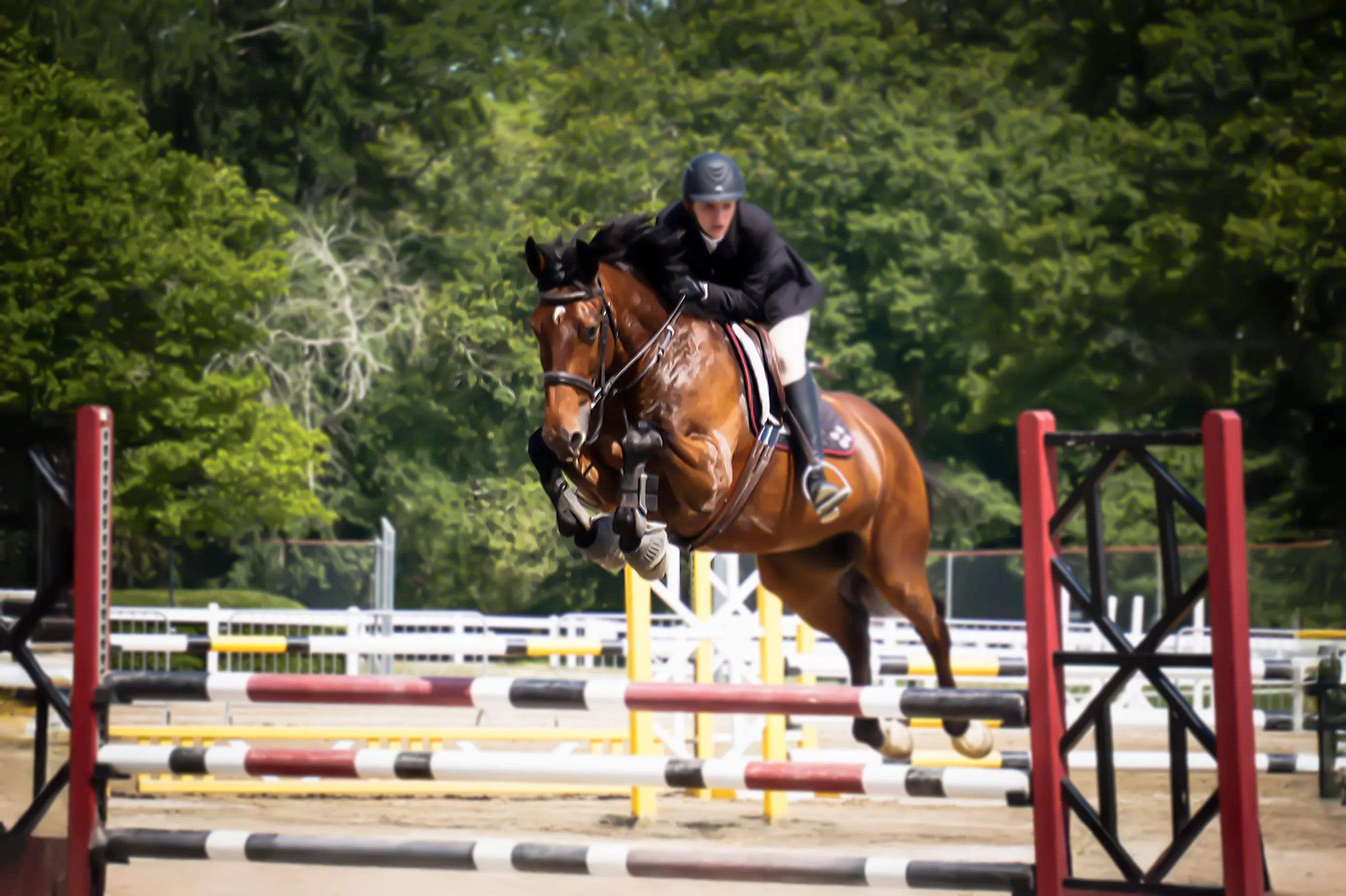 Nakato, a 2018 16h Dutch Warmblood Gelding


     available for your consideration