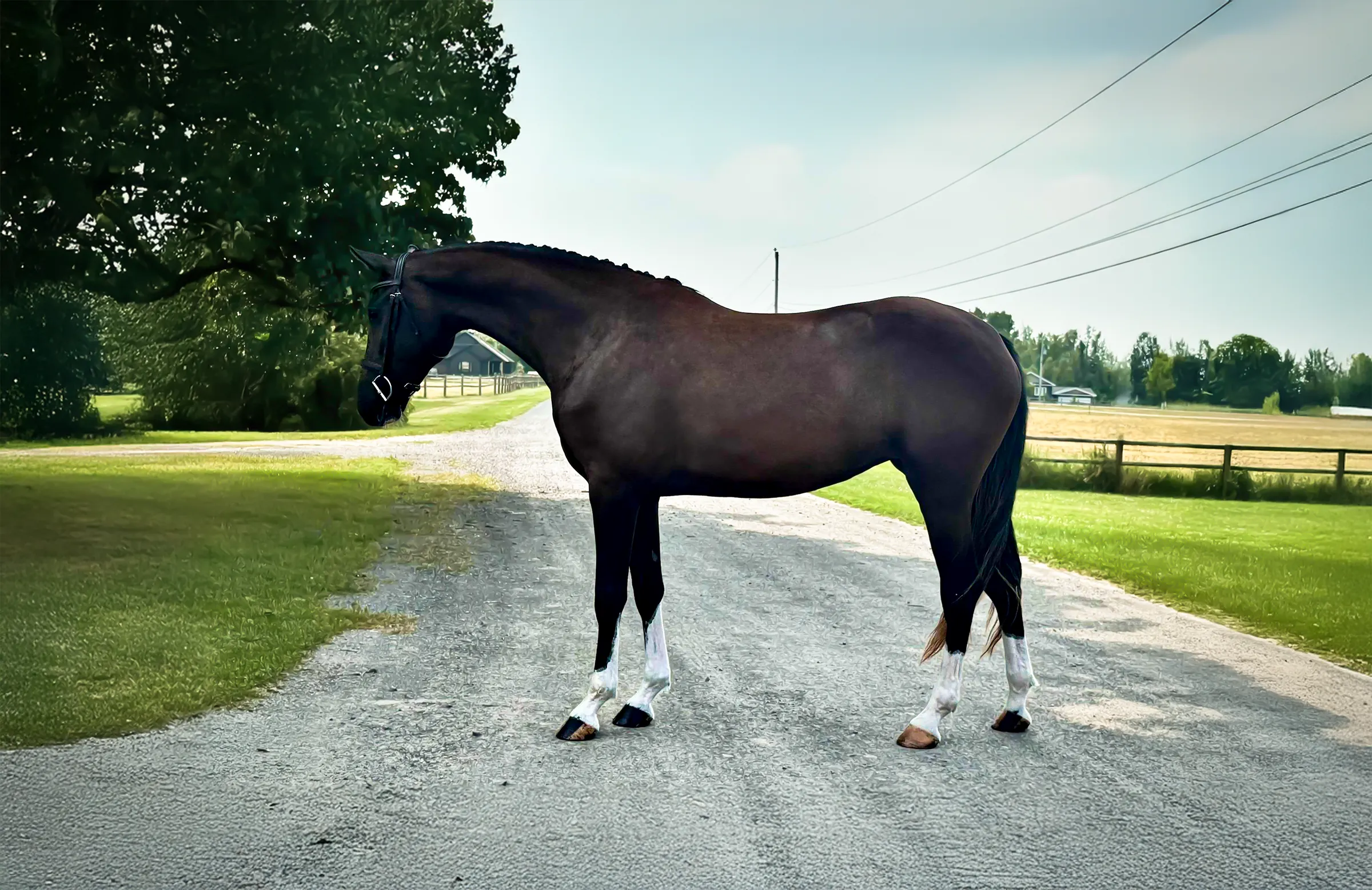 Seraphina K, a 2022 16.1&frac12;h Canadian Sport Horse Mare


     available for your consideration.