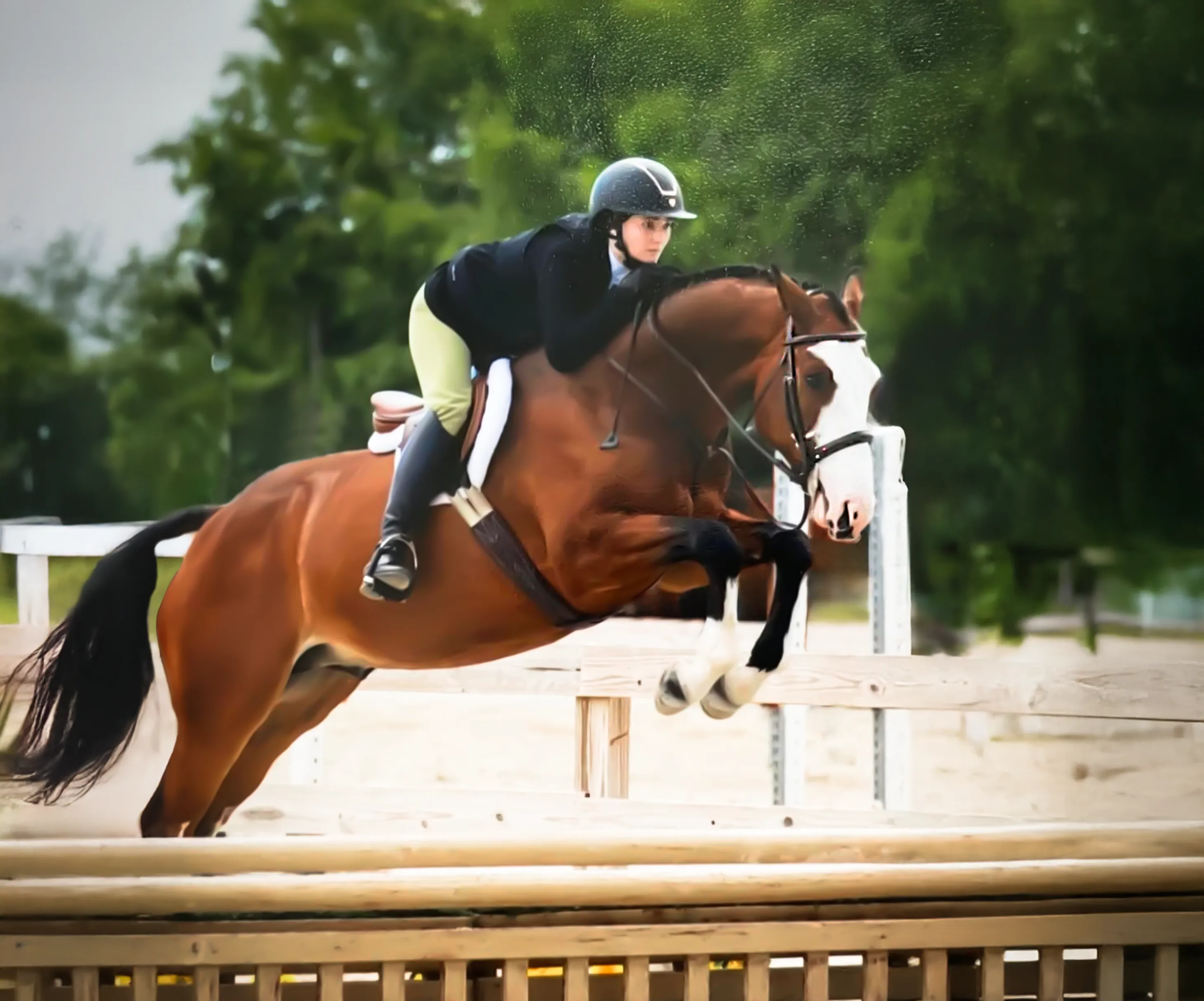 Sox Appeal, a 2017 16.1h Holsteiner Gelding


     available for your consideration.