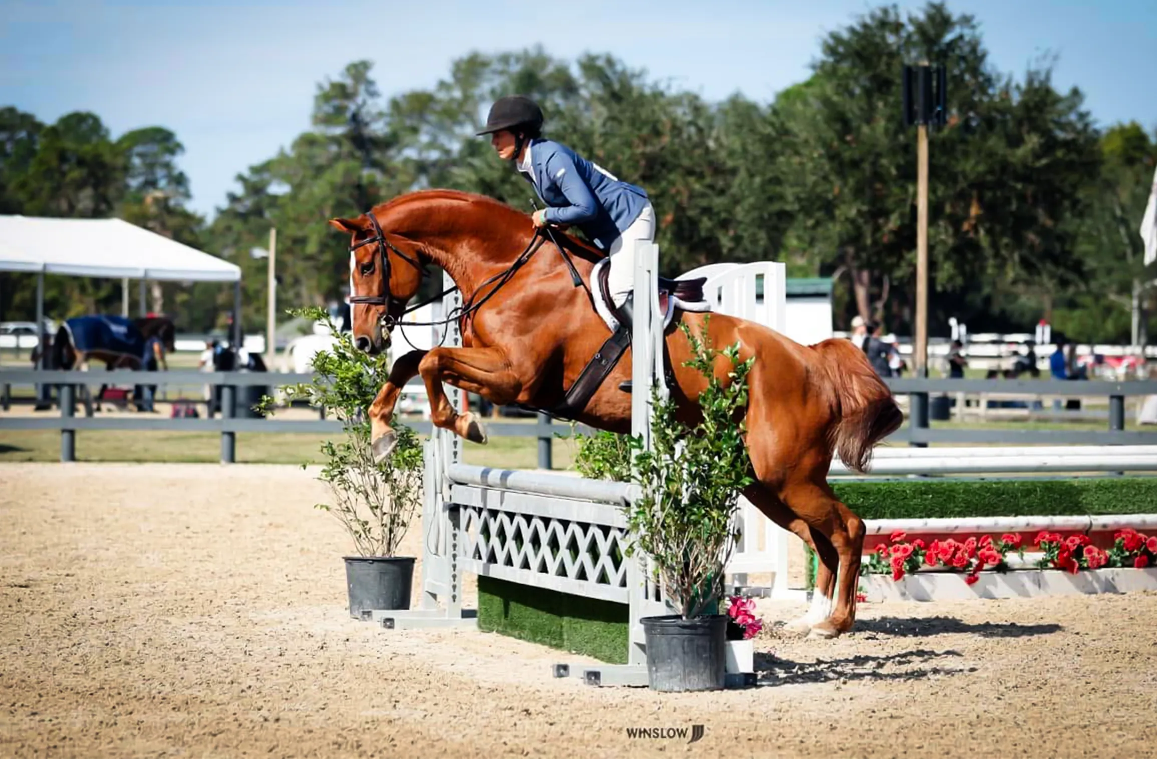 Twenty Hearts, a 2009 16.2h Selle Francais Gelding


     available for your consideration.