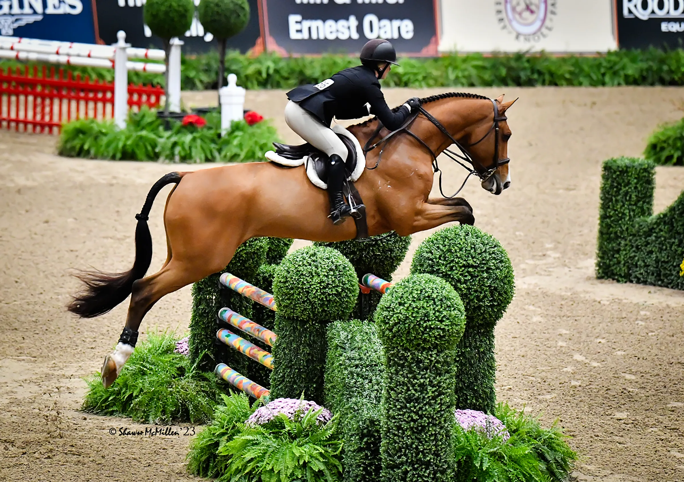 Verano | An HJx Sale Horse Listing