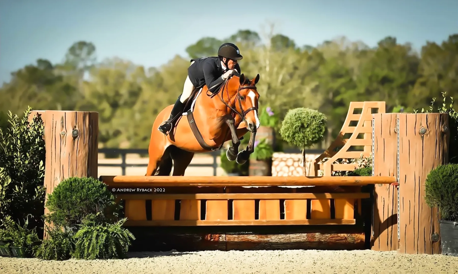 Bay horse and rider in show attire jump a natural style with with tree trunks for standards at a horse show.
