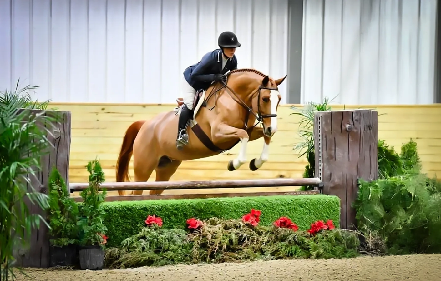 Chestnut horse with a blaze and two front socks and rider in show attire jump a grass covered fence at a horse show.